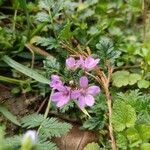 Erodium acaule Λουλούδι