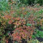 Hypericum acmosepalum Hábito