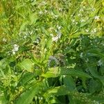 Veronica anagallis-aquatica Flower