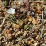 Linanthus dichotomus Habit