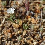 Linanthus dichotomus Habitatea