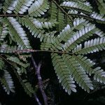 Zygia racemosa Leaf