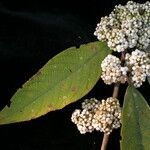 Callicarpa macrophylla Habit