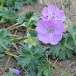 Geranium subargenteum ഇല