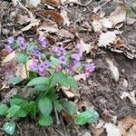 Pulmonaria officinalis Habit