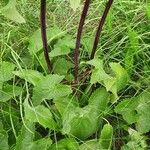 Phlomoides tuberosa Yaprak