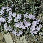 Phlox pulvinata Цвят