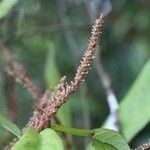 Acalypha integrifolia Blüte