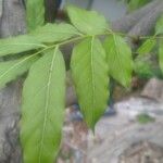 Swietenia mahagoni Ліст