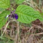 Salvia corrugata Flor