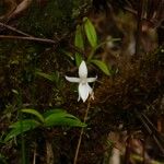 Angraecum ramosum 花