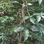 Philodendron tripartitum Агульны выгляд