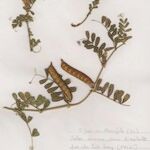 Vicia macrocarpa Egyéb