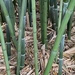 Phyllostachys aureosulcata Blatt