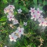 Otomeria oculata Flor
