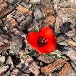Tulipa greigii Kvet