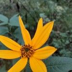 Helianthus divaricatus Blomst