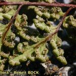 Hemionitis pteridioides Fruit