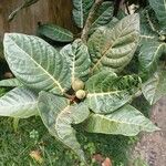 Ficus habrophylla Leaf