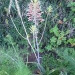 Aloe amudatensis Flor