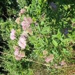 Eupatorium cannabinumফুল