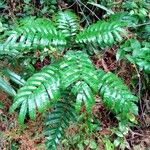 Pentaclethra eetveldeana Leaf