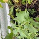 Stevia rebaudiana Blatt