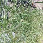 Euphorbia tirucalli Blomst