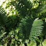 Blechnum cordatum 葉