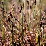 Carex chordorrhiza Cvet