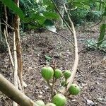 Ficus sur Fruto
