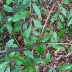 Eugenia biflora Leaf