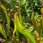 Sarracenia minor फूल