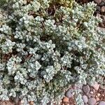 Lampranthus deltoides Leaf