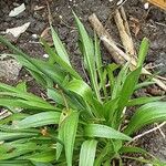 Armeria pseudarmeria Leht