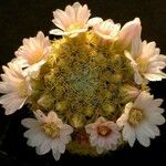 Mammillaria schiedeana Flower