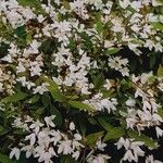 Deutzia crenata 形態