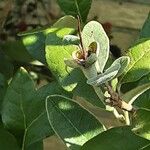 Feijoa sellowiana 果實