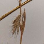 Themeda triandra Fula
