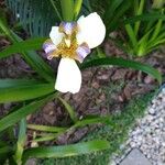Neomarica northiana Flor