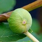 Ficus carica Fruit