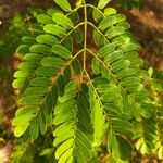 Albizia lebbeck Leaf