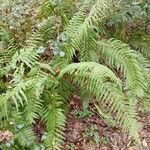 Dryopteris affinis葉