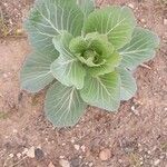 Brassica oleracea Folha