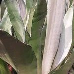 Dracaena subspicata Blatt