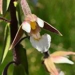 Epipactis palustris പുഷ്പം