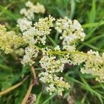 Galium × pomeranicum Flower