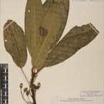Daphniphyllum himalense Nyingine