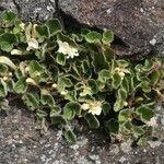 Asarina procumbens Kvet