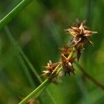 Carex echinata Blüte
